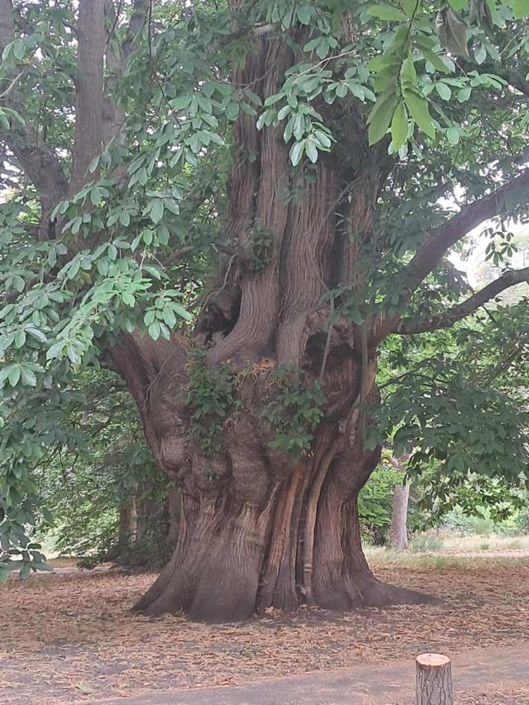 Another tree in Greenwich Park