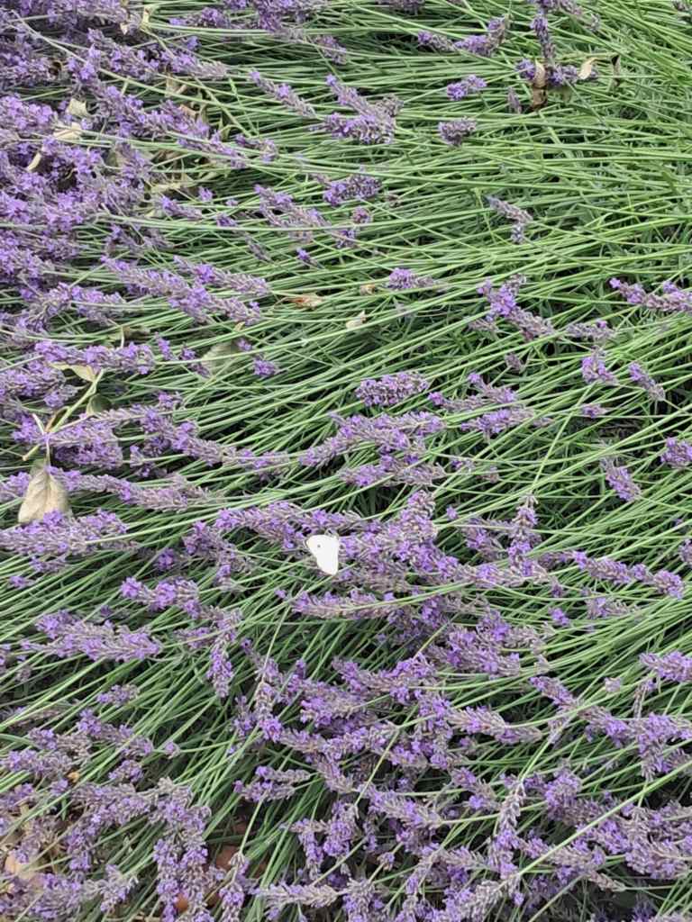 Lavender in the Queen's Orchard