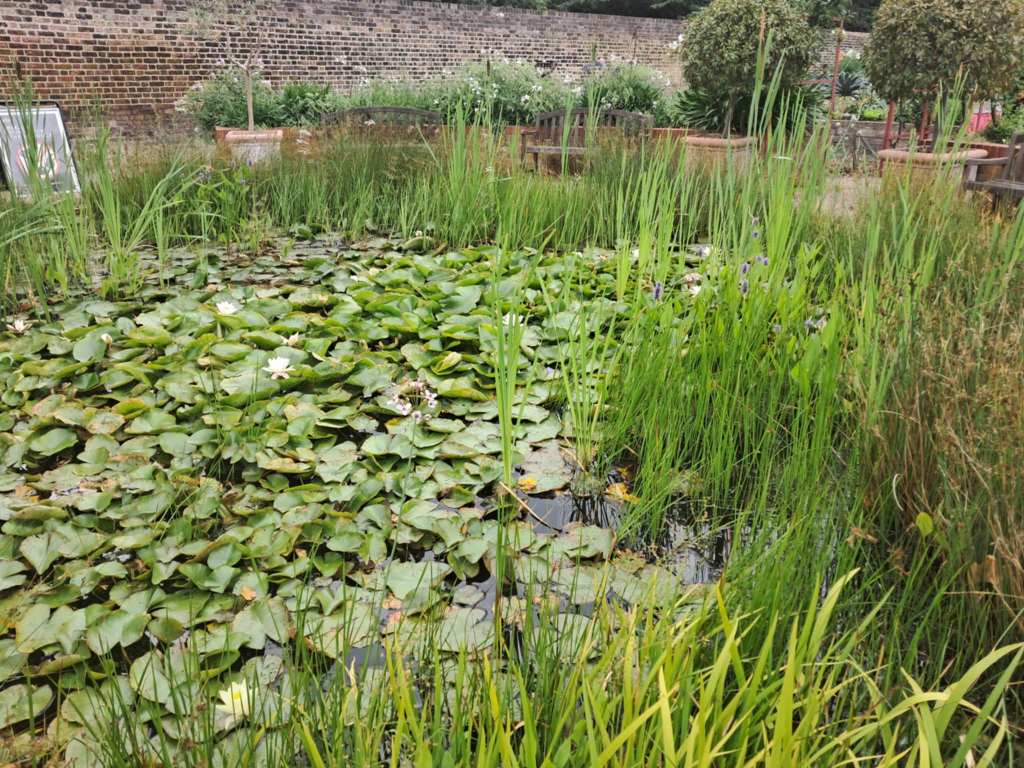 Queen's orchard pond